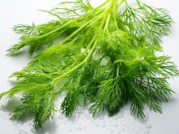 茴香湯功效 茴香湯功效