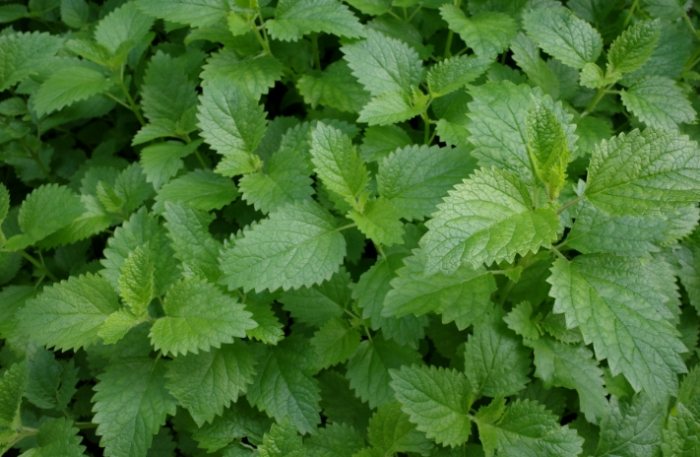 狗用檸檬香蜂草 狗用檸檬香蜂草
