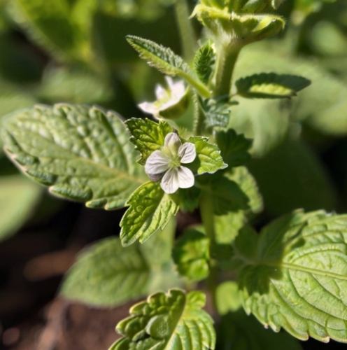 檸檬香蜂草狗好處 檸檬香蜂草狗好處