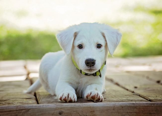 犬種體型標準