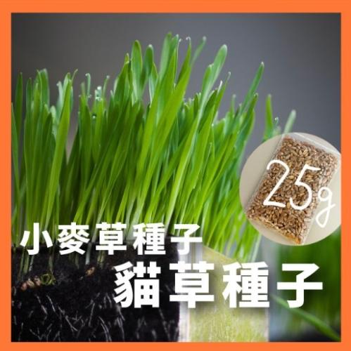 小麥草副作用 小麥草副作用