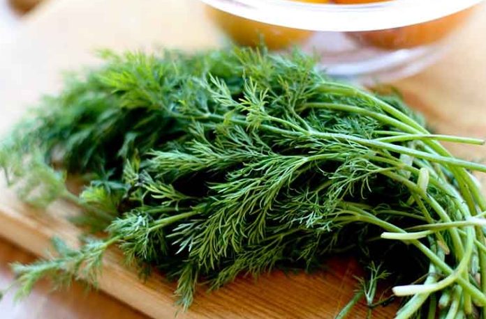 茴香湯功效 茴香湯功效