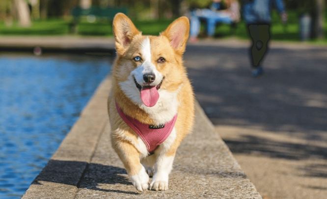 狗狗甩身體原因 狗狗甩身體原因