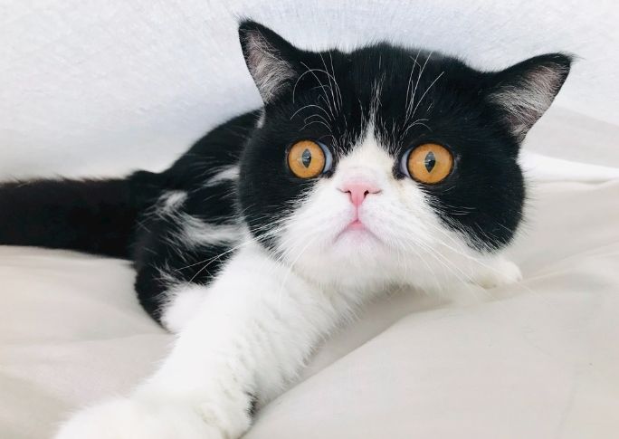 動物保護法 動物保護法