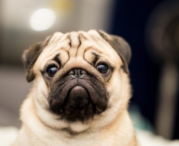 犬種體型標準