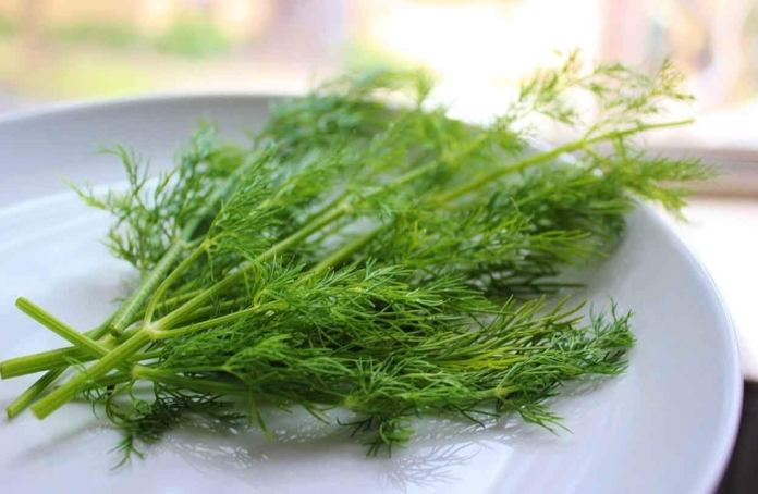 茴香湯好處 茴香湯好處