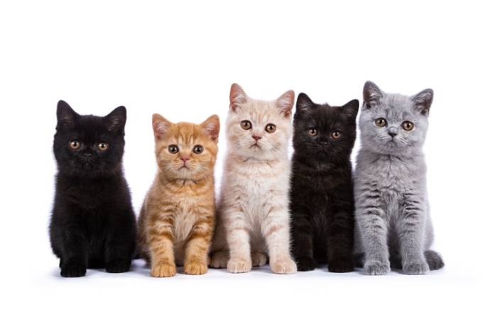 寵物飼養規範 寵物飼養規範
