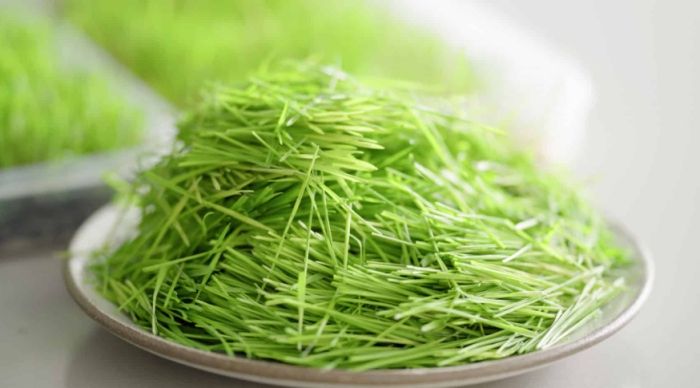 小麥草益處 小麥草益處
