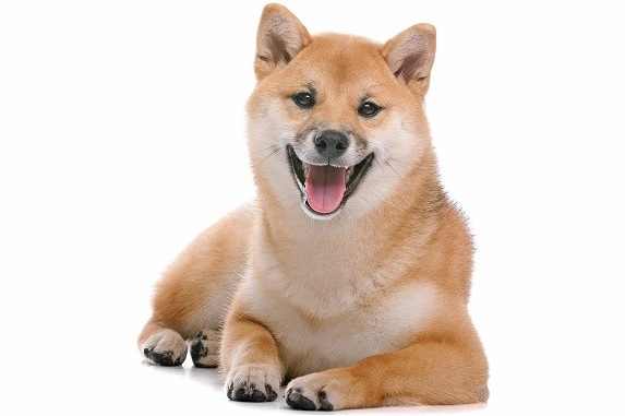 狗平均寿命 狗平均寿命