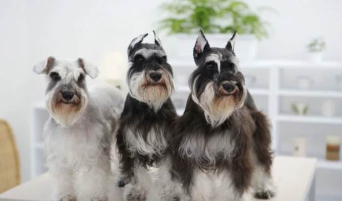 大型卷毛犬品種 大型卷毛犬品種