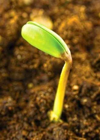 雛菊種植方法 雛菊種植方法