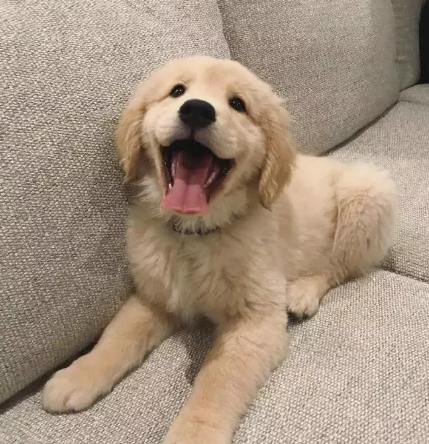 狗大便黑色 狗大便黑色