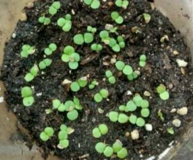 雛菊種植方法 雛菊種植方法