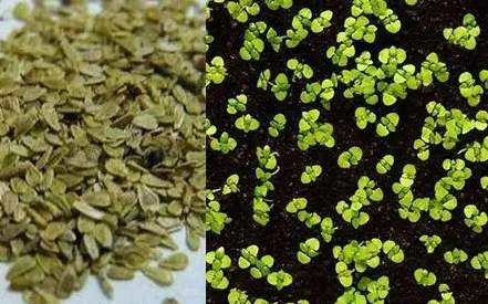 種子發芽技巧 種子發芽技巧