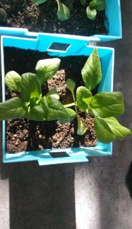 種子發芽技巧