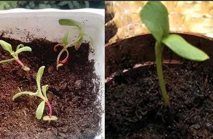 雛菊種植方法 雛菊種植方法