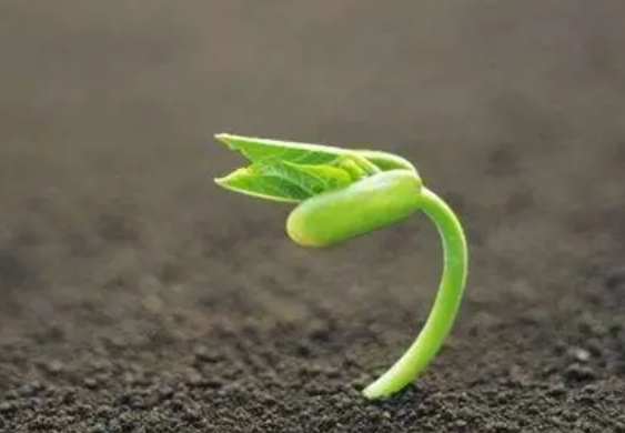 種子發芽技巧 種子發芽技巧