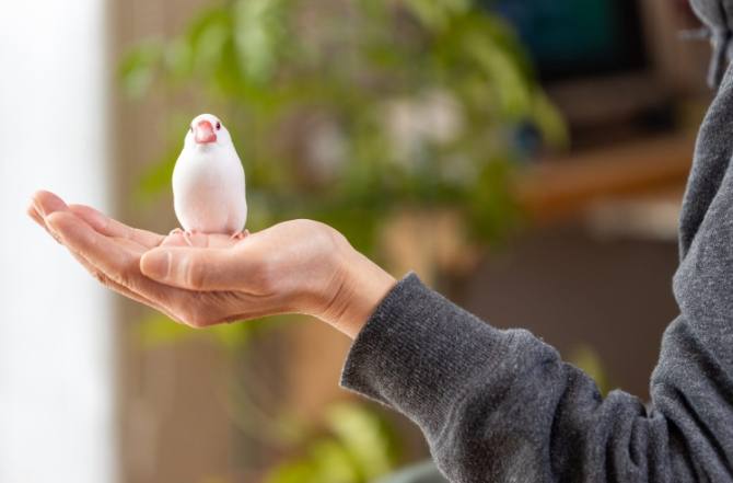 文鳥叫遠訓練 文鳥叫遠訓練