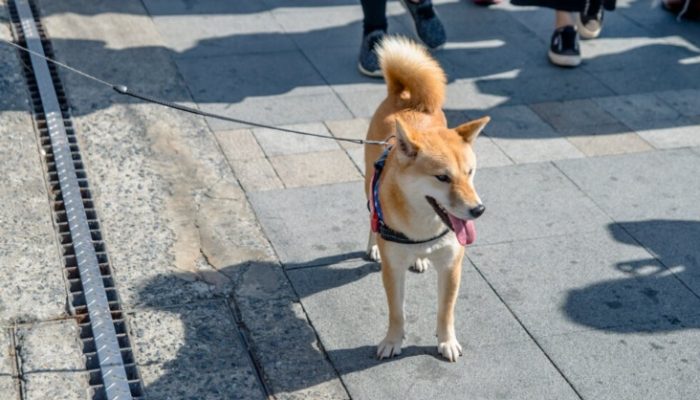狗狗行為問題解決 狗狗行為問題解決