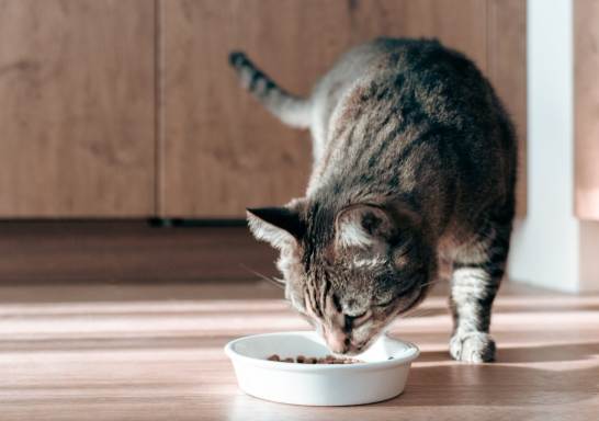 冠能貓飼料推薦 冠能貓飼料推薦