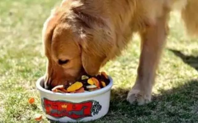 比熊犬飲食 比熊犬飲食