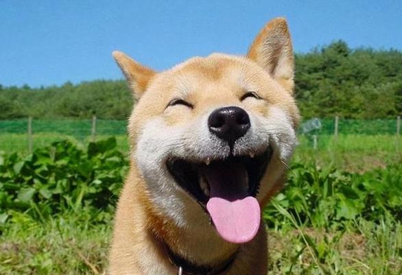 如何分辨狗開心叫聲 如何分辨狗開心叫聲