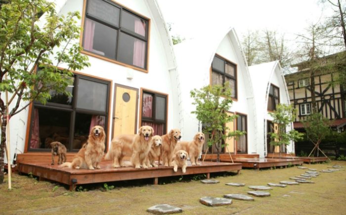 帶寵物住宿南投 帶寵物住宿南投