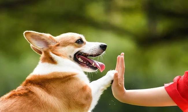 狗狗對主人叫原因