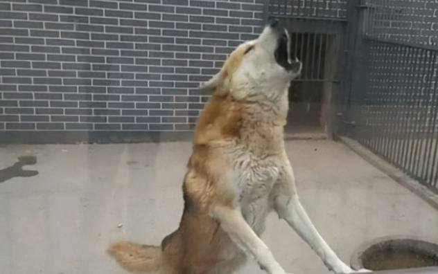 狗狗夜間哀嚎 狗狗夜間哀嚎