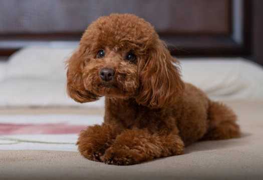 貴婦狗飼養 貴婦狗飼養