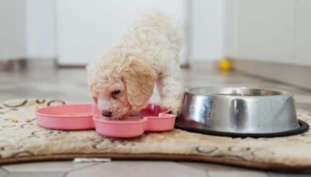 比熊犬飲食 比熊犬飲食