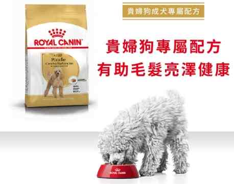 比熊犬飲食 比熊犬飲食