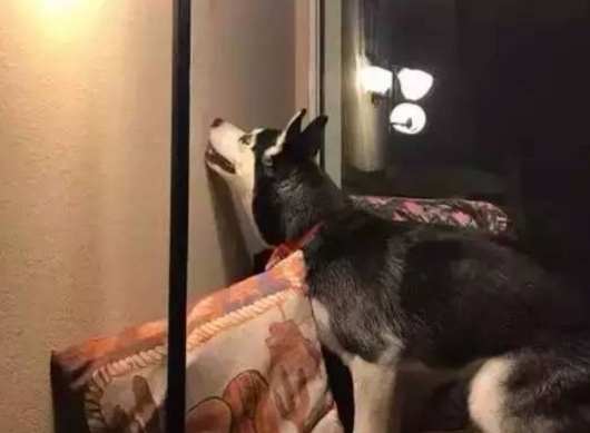 狗哭叫行為 狗哭叫行為