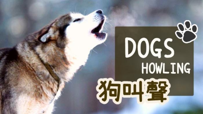 狗狗快樂叫聲 狗狗快樂叫聲
