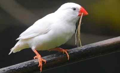 文鳥飼養