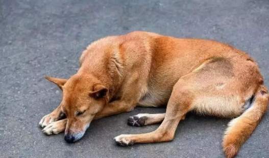 狗狗睡眠問題