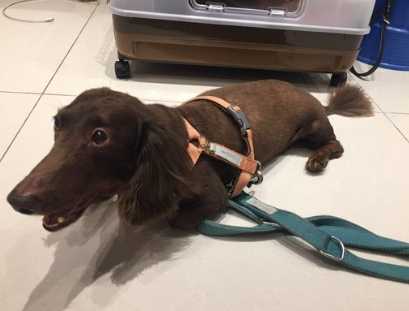 狗狗呼吸異常 狗狗呼吸異常