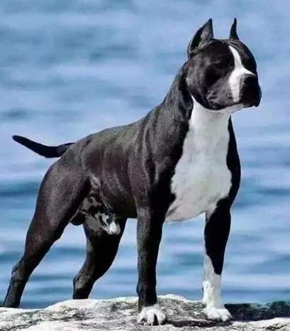 斯塔福郡鬥牛梗替代犬種 斯塔福郡鬥牛梗替代犬種