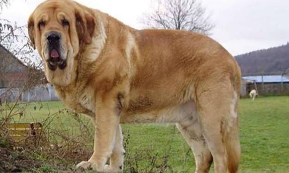 巨型犬品種 巨型犬品種