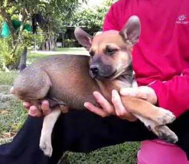 台灣土狗幼犬照顧 台灣土狗幼犬照顧