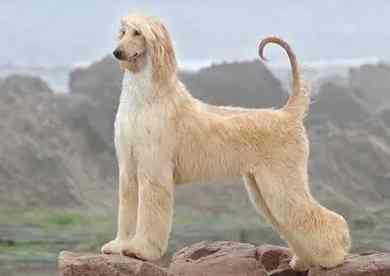 阿富汗獵犬飼養方法 阿富汗獵犬飼養方法