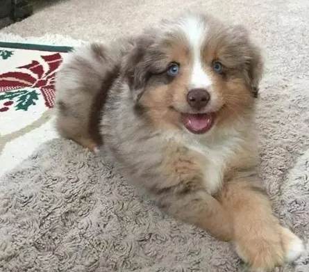 小型牧羊犬 小型牧羊犬