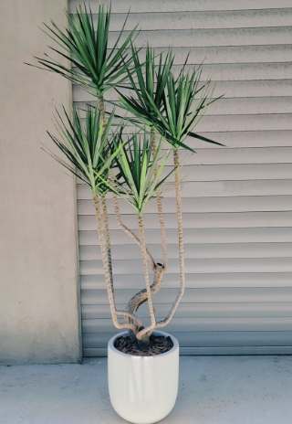 千年木養護 千年木養護