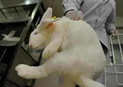 實驗動物科學基礎 實驗動物科學基礎