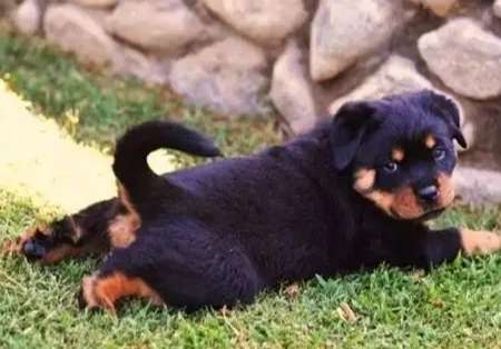 長毛羅威納犬 長毛羅威納犬