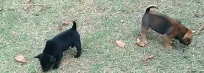 台灣土狗幼犬價格 台灣土狗幼犬價格