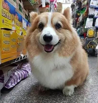柯基犬體型 柯基犬體型