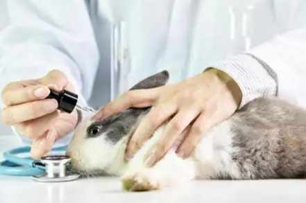 實驗動物科學入門 實驗動物科學入門