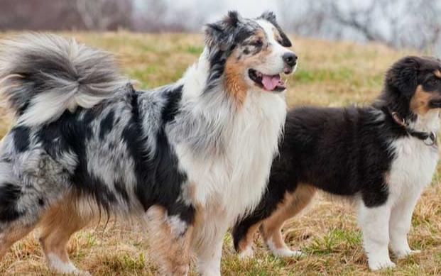 大型犬飼養 大型犬飼養
