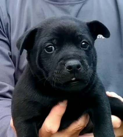 台灣土狗幼犬價格 台灣土狗幼犬價格